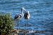 Flamant rose  - Fabio Fercher
