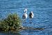 Flamant rose  - Fabio Fercher