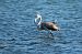 Flamant rose  - Fabio Fercher
