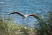 Flamant rose  - Fabio Fercher