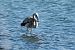 Flamant rose  - Fabio Fercher