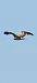 Short-toed Snake Eagle  - Christine Ludwig