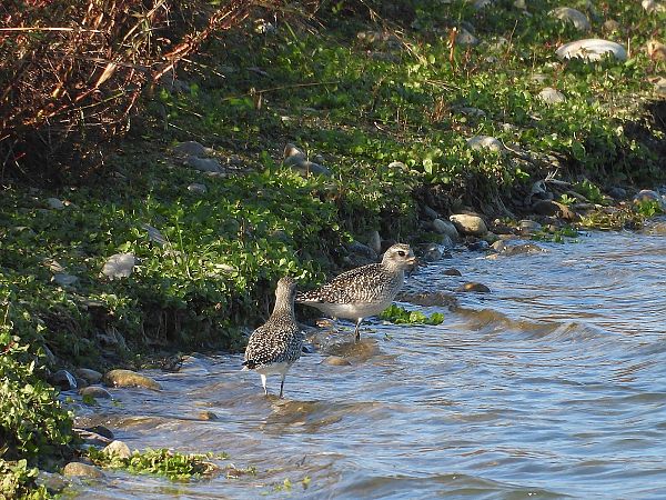 Kiebitzregenpfeifer  - Michael Breuss