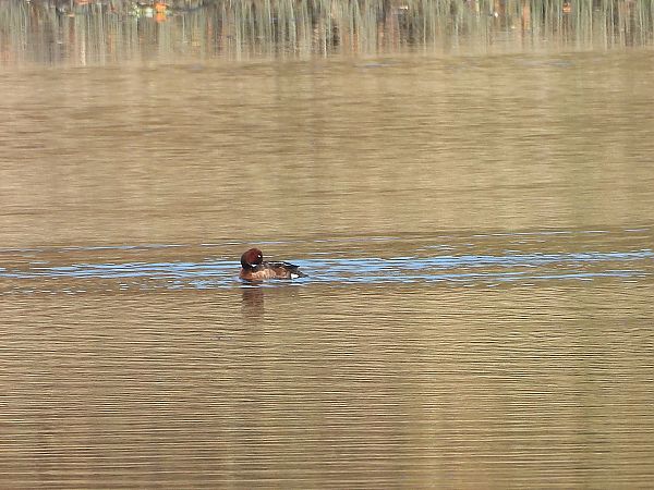 Fuligule nyroca  - Michael Breuss