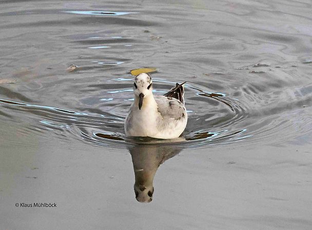 Phalarope à bec large 