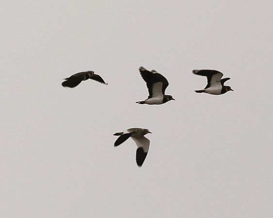 Sociable Lapwing  - Gerhard Rieder