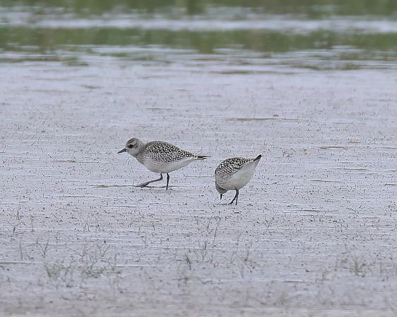 Grey Plover  - Gerhard Rieder