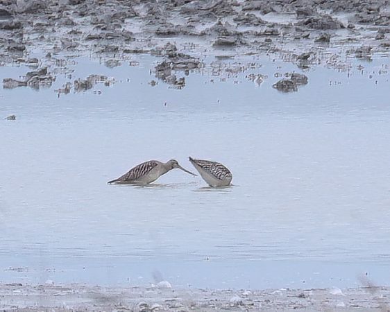Bar-tailed Godwit  - Gerhard Rieder
