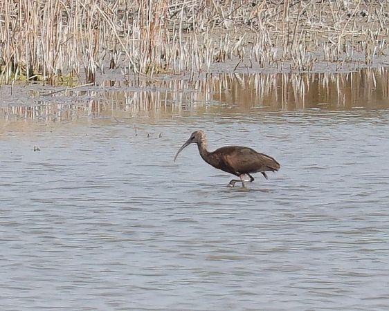 Ibis falcinelle  - Gerhard Rieder