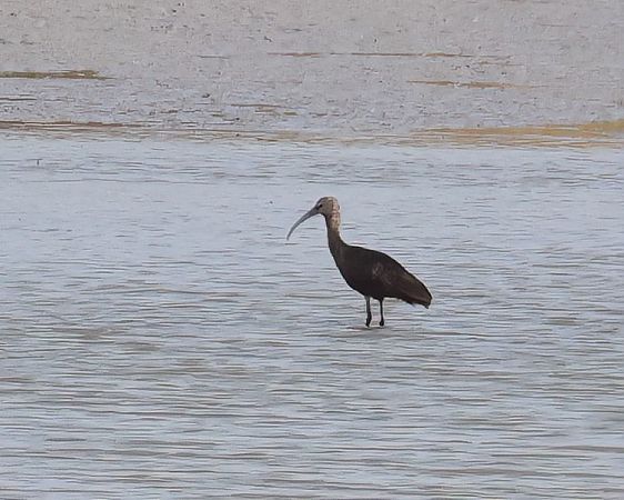 Ibis falcinelle  - Gerhard Rieder