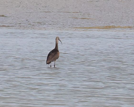Ibis falcinelle  - Gerhard Rieder