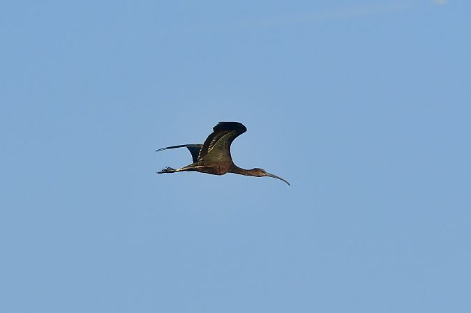 Ibis falcinelle  - Martin Suanjak