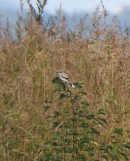 Great Grey Shrike  - Benjamin Karasek