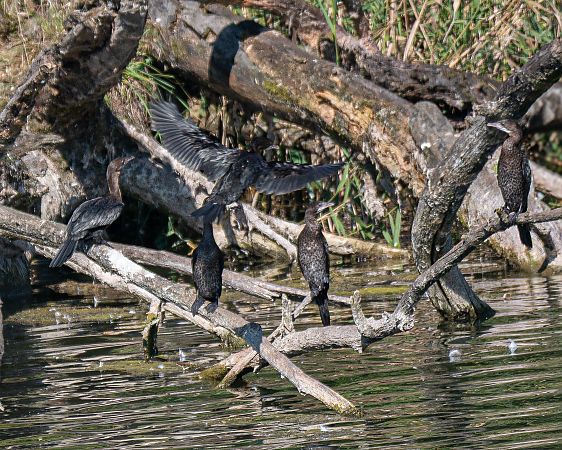 Zwergscharbe  - Philipp Schubert