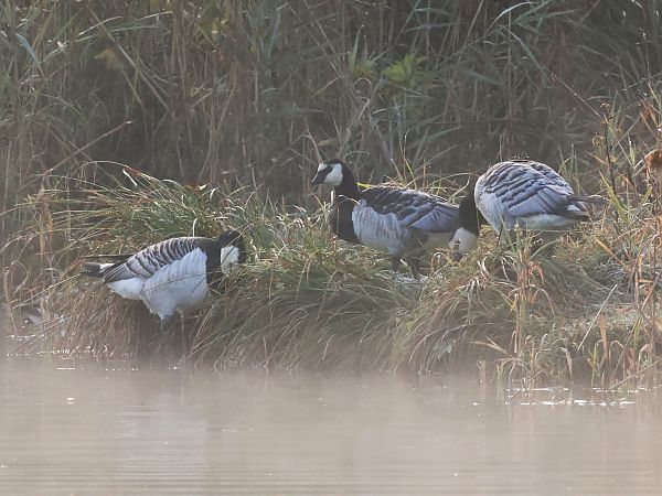Barnacle Goose  - Lydia Brühwasser