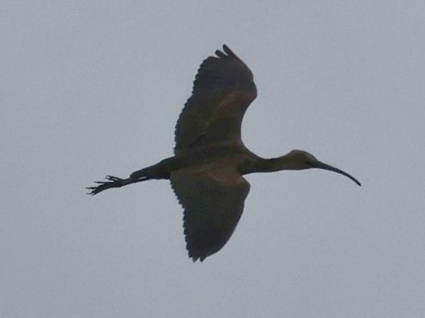 Glossy Ibis  - Lydia Brühwasser