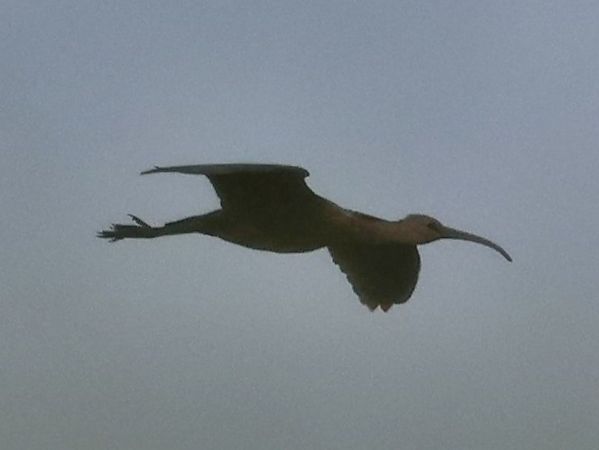 Ibis falcinelle  - Lydia Brühwasser