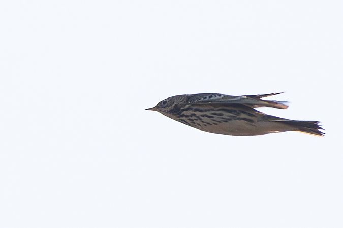 Pipit à gorge rousse  - Timm Hölzel