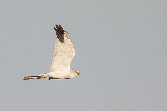 Steppenweihe  - Timm Hölzel