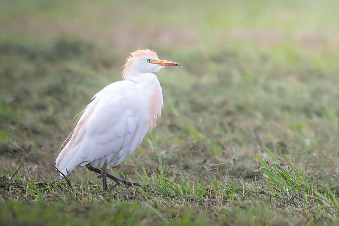 Western Cattle Egret  - Timm Hölzel
