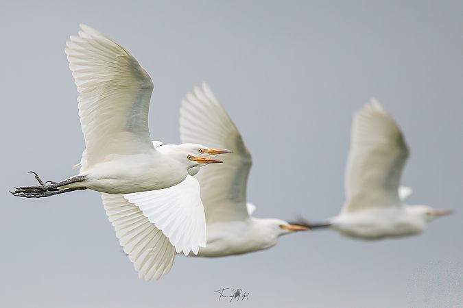Western Cattle Egret  - Timm Hölzel