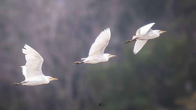 Western Cattle Egret  - Timm Hölzel