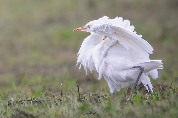Héron garde-boeufs  - Timm Hölzel