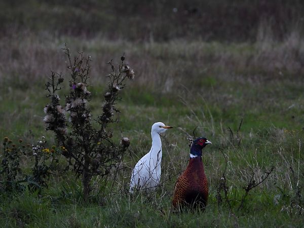Western Cattle Egret  - Franz Eibl