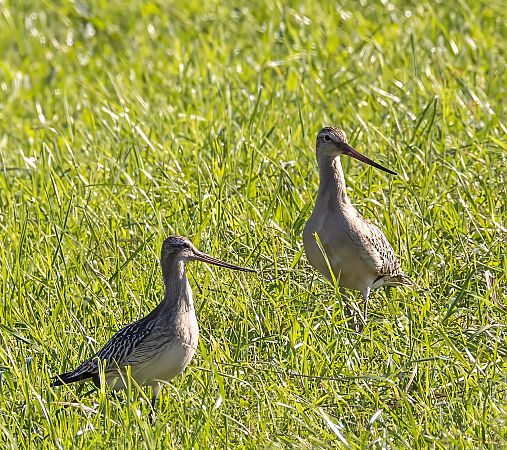 Pfuhlschnepfe  - Maximilian Bechteler
