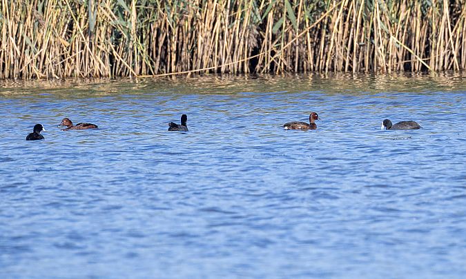 Moorente  - Maximilian Bechteler