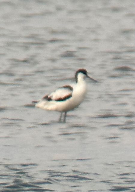 Avocette élégante  - Thomas & Christa Pumberger