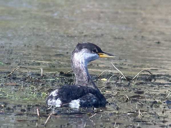 Grèbe jougris  - Thomas & Christa Pumberger
