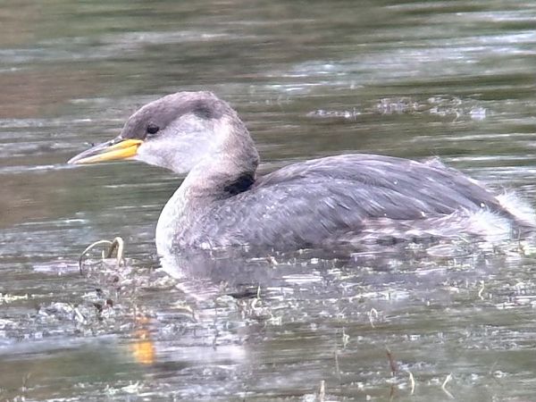 Grèbe jougris  - Thomas & Christa Pumberger