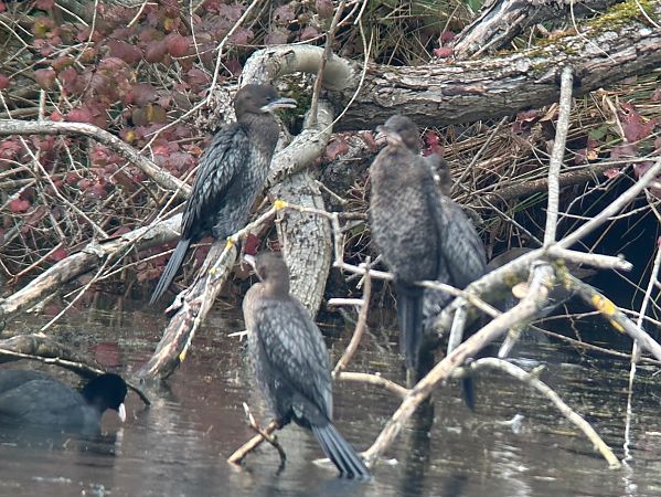 Cormoran pygmée  - Thomas & Christa Pumberger