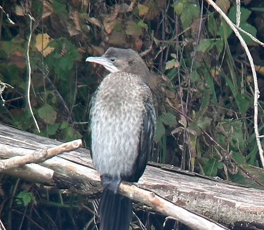 Cormoran pygmée  - Thomas & Christa Pumberger