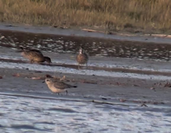 Pluvier argenté  - Thomas & Christa Pumberger