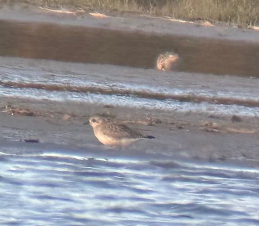 Pluvier argenté  - Thomas & Christa Pumberger