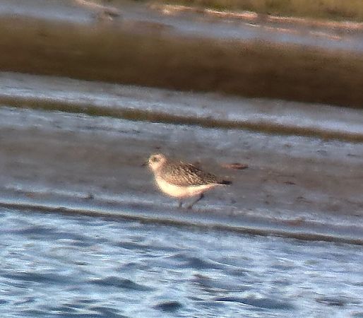 Pluvier argenté  - Thomas & Christa Pumberger