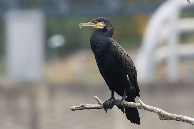 Grand Cormoran (ssp. carbo)  - Bernhard Zens