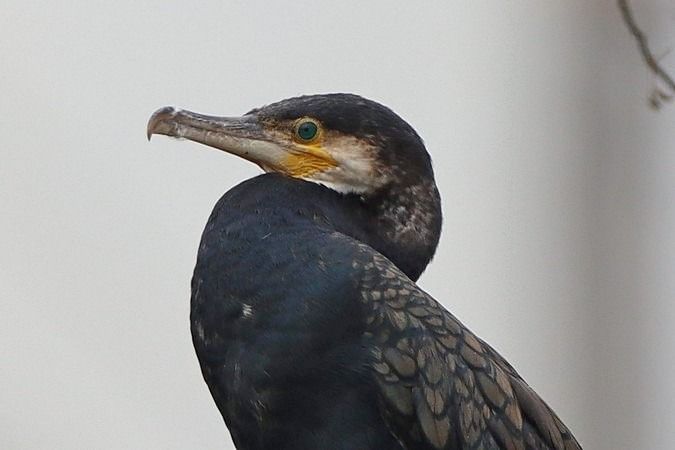 Grand Cormoran (ssp. carbo)  - Bernhard Zens