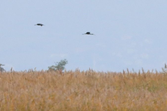 Ibis falcinelle  - Bernhard Zens