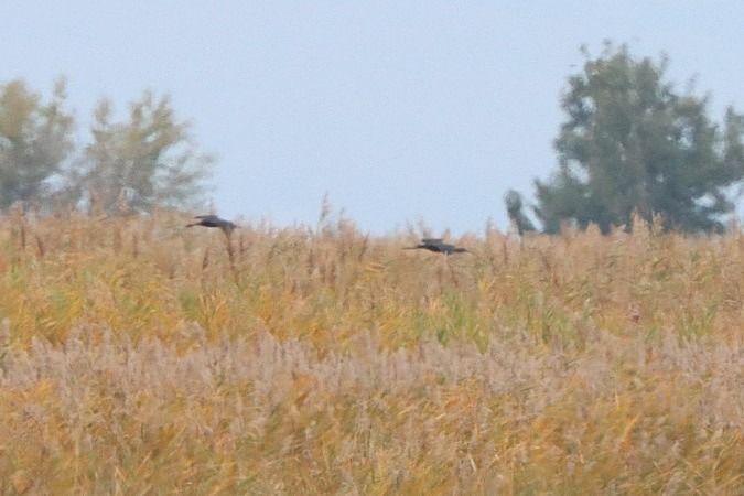 Ibis falcinelle  - Bernhard Zens