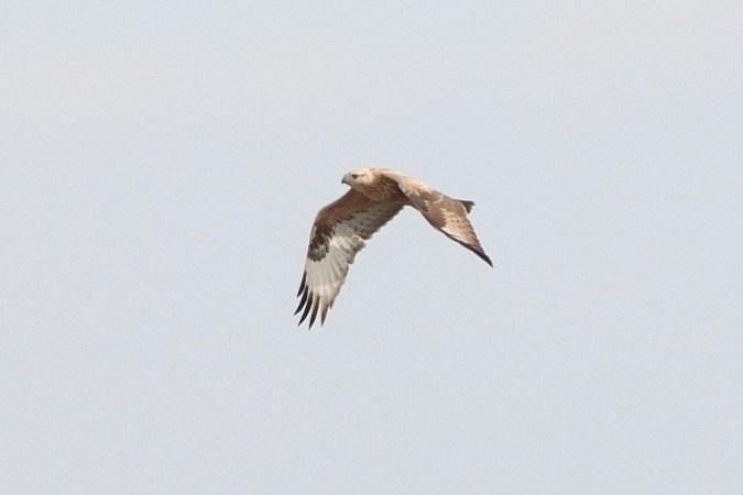 Adlerbussard  - Bernhard Zens