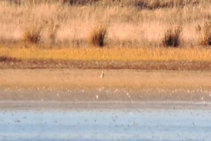 Pluvier guignard  - Bernhard Zens