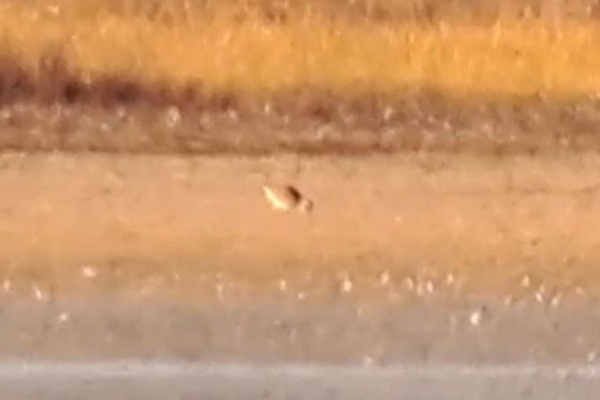 Pluvier guignard  - Bernhard Zens