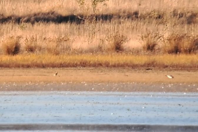 Pluvier guignard  - Bernhard Zens