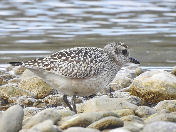 Kiebitzregenpfeifer  - Roger Jagersberger