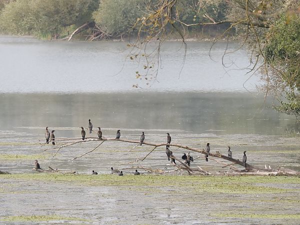 Pygmy Cormorant  - Roger Jagersberger