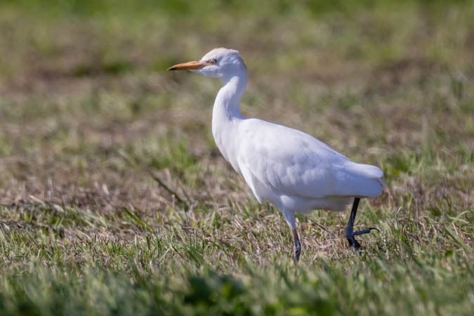 Kuhreiher  - Johann Prost