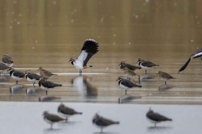 European Golden Plover  - Johann Prost